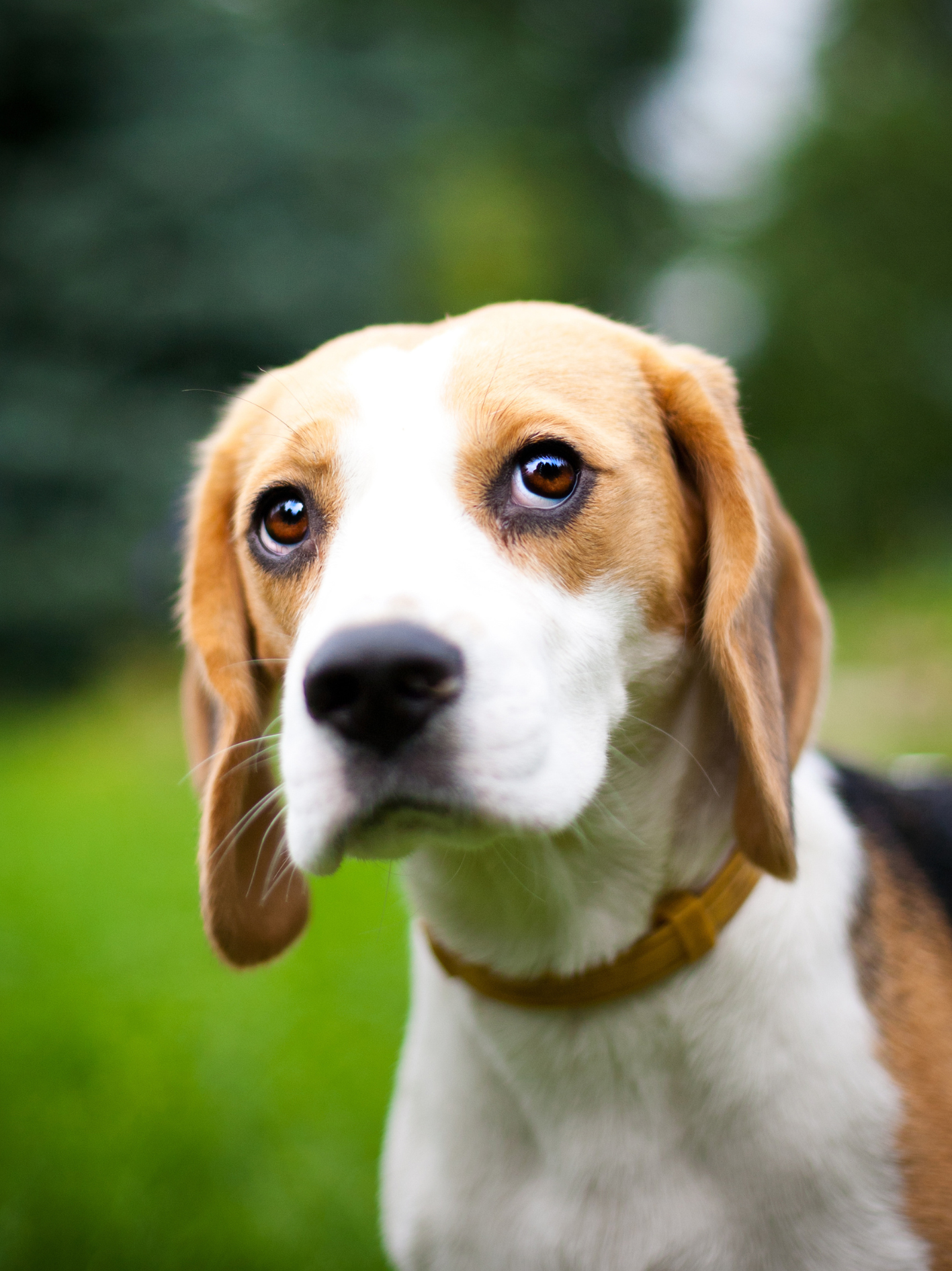 Bild von einem Hund - Hundeschule, Hundetraining, Hundetrainingszentrum, naturnah anders