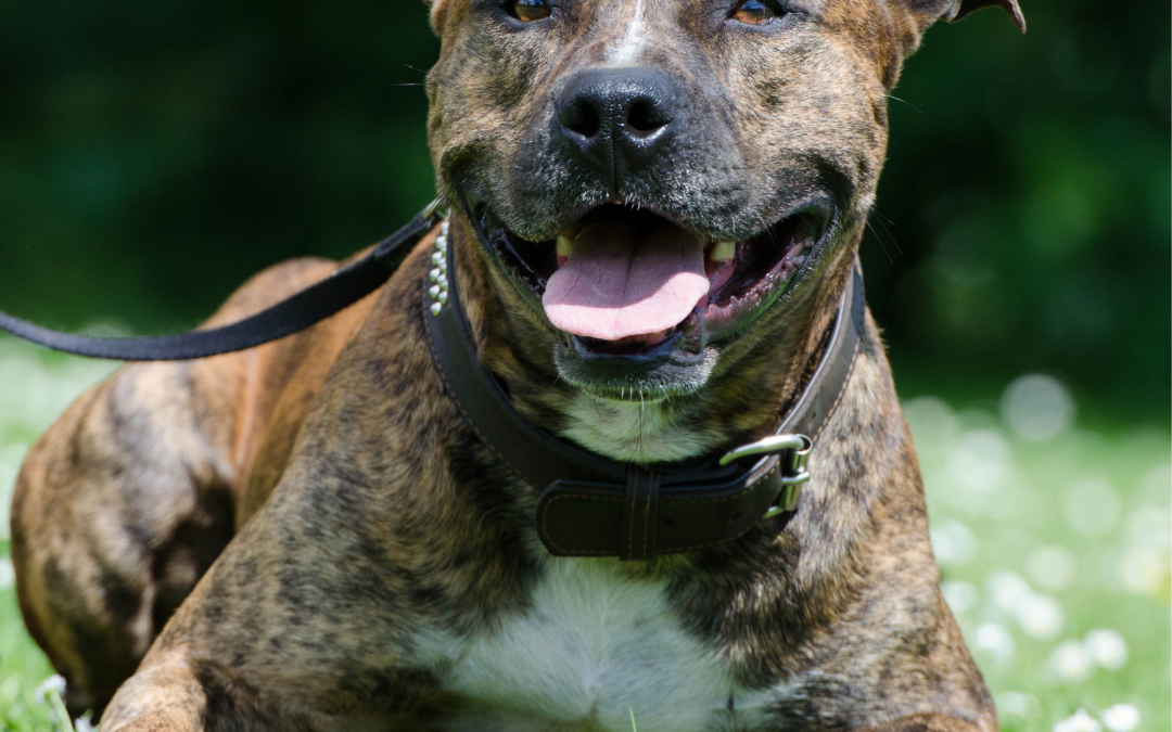Bild von einem Hund - Hundeschule, Hundetraining, Hundetrainingszentrum, naturnah anders